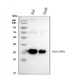 Anti-HLA-DR/HLA-DRA Antibody Picoband® (monoclonal, 5B13F7 Boster Bio