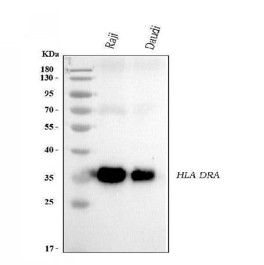 Anti-HLA-DR/HLA-DRA Antibody Picoband® (monoclonal, 5B13F7 Boster Bio