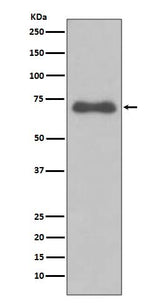 Anti-NUMB Rabbit Monoclonal Antibody Boster Bio