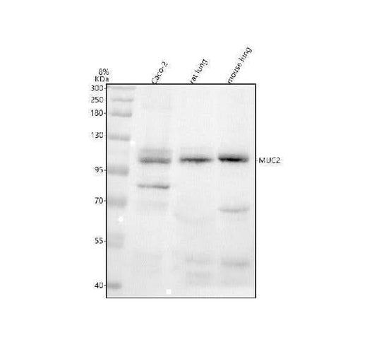 Anti-MUC2 Rabbit Monoclonal Antibody Boster Bio