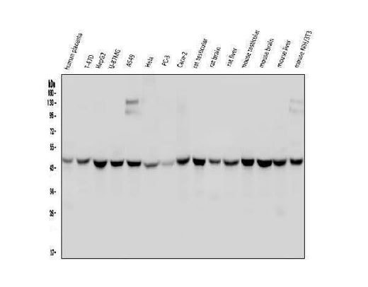 Anti-WWOX Antibody Picoband® (monoclonal, 3D10 Boster Bio
