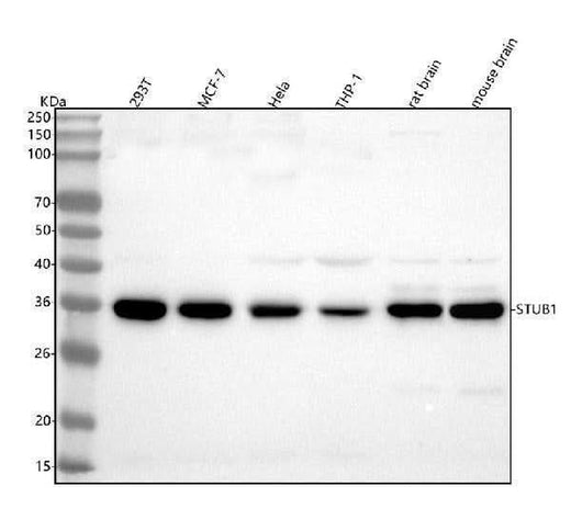 Anti-STUB1 Rabbit Monoclonal Antibody Boster Bio