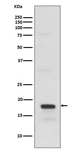 Anti-SCF Rabbit Monoclonal Antibody Boster Bio