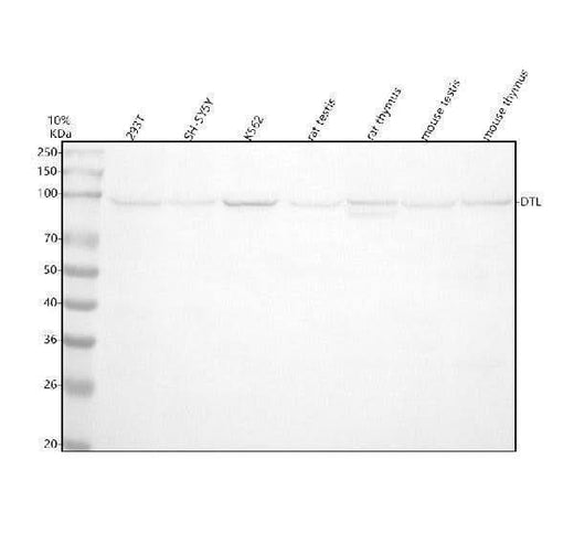 Anti-CDT2 Monoclonal Antibody Boster Bio