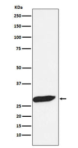 Anti-FHL1 Monoclonal Antibody Boster Bio