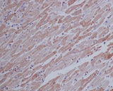 Anti-beta Actin Mouse Monoclonal Antibody Boster Bio
