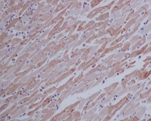 Anti-beta Actin Mouse Monoclonal Antibody Boster Bio