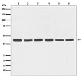 Anti-beta Actin Mouse Monoclonal Antibody Boster Bio