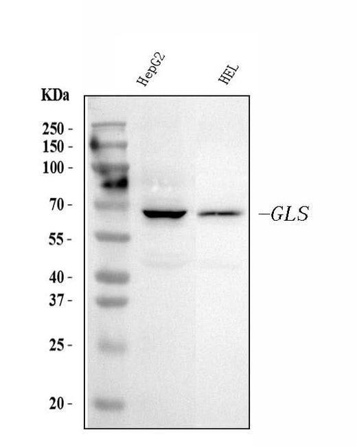 Anti-Glutaminase/GLS Antibody Picoband® (monoclonal, 9G6 Boster Bio