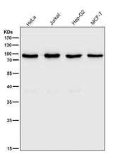 Anti-Ku80 XRCC5 Rabbit Monoclonal Antibody Boster Bio