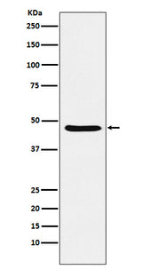 Anti-Dopamine Receptor D3 Rabbit Monoclonal Antibody Boster Bio