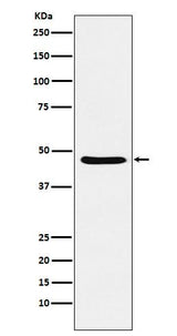Anti-Dopamine Receptor D3 Rabbit Monoclonal Antibody Boster Bio