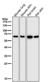 Anti-Hsp60 HSPD1 Rabbit Monoclonal Antibody Boster Bio