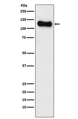 Anti-SAP97 Rabbit Monoclonal Antibody Boster Bio