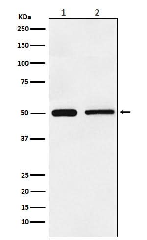 Anti-TIM1 HAVCR1 Monoclonal Antibody Boster Bio