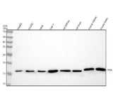 Anti-Cyclophilin A PPIA Rabbit Monoclonal Antibody Boster Bio