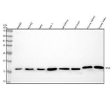 Anti-Cyclophilin A PPIA Rabbit Monoclonal Antibody Boster Bio