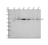 Anti-RPA70 Monoclonal Antibody Boster Bio