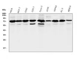 Anti-RPA70 RPA1 Antibody Picoband® (monoclonal, 11H4 Boster Bio