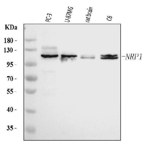 Anti-Neuropilin 1 Antibody Picoband® (monoclonal, 4G3F7 Boster Bio