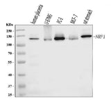 Anti-Neuropilin 1 Antibody Picoband® (monoclonal, 8G6G7 Boster Bio