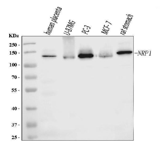 Anti-Neuropilin 1 Antibody Picoband® (monoclonal, 8G6G7 Boster Bio