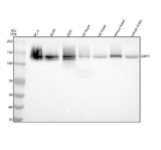 Anti-Neuropilin 1 NRP1 Rabbit Monoclonal Antibody Boster Bio