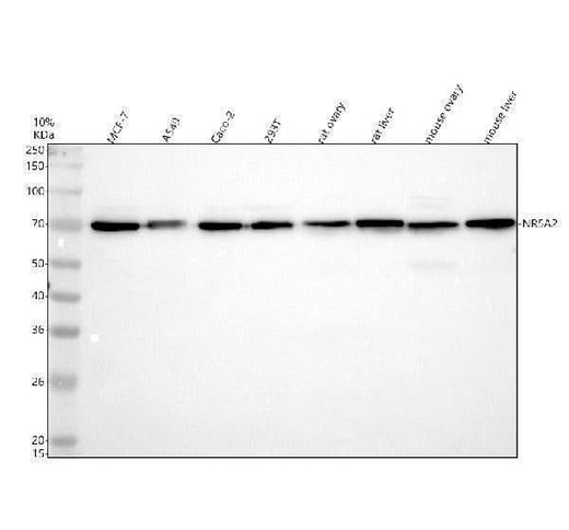 Anti-NR5A2/Lrh 1 Rabbit Monoclonal Antibody Boster Bio
