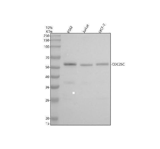 Anti-Cdc25C Rabbit Monoclonal Antibody Boster Bio