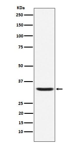 Anti-Hepcidin HAMP Rabbit Monoclonal Antibody Boster Bio