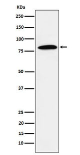Anti-DBF4 Rabbit Monoclonal Antibody Boster Bio