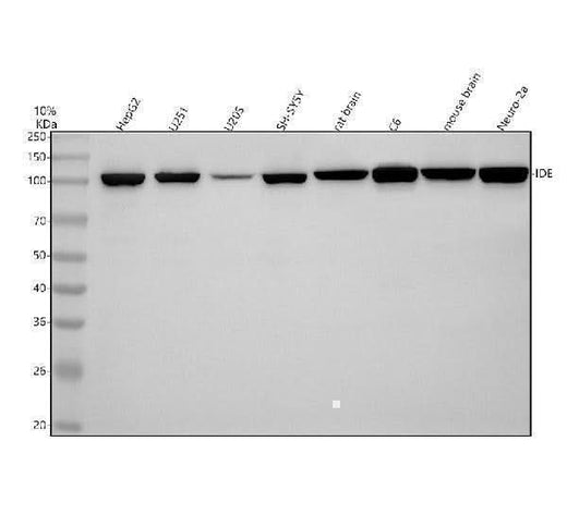 Anti-IDE/Insulysin Rabbit Monoclonal Antibody Boster Bio