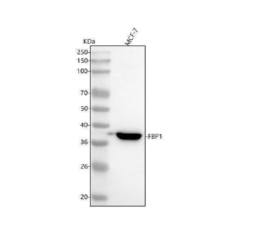 Anti-FBP1 Rabbit Monoclonal Antibody Boster Bio
