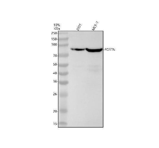 Anti-Periostin Monoclonal Antibody Boster Bio