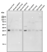 Anti-Torsin A TOR1A Rabbit Monoclonal Antibody Boster Bio
