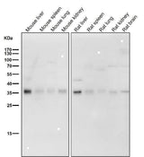 Anti-Torsin A TOR1A Rabbit Monoclonal Antibody Boster Bio
