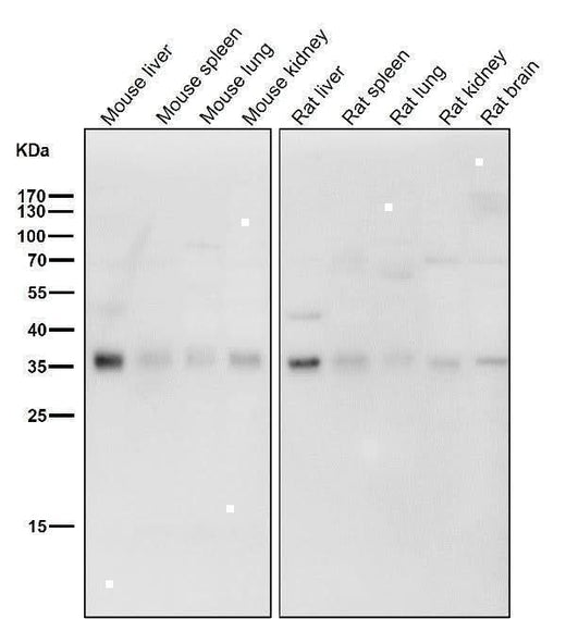 Anti-Torsin A TOR1A Rabbit Monoclonal Antibody Boster Bio