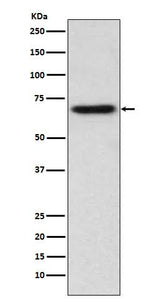 Anti-ITK Monoclonal Antibody Boster Bio