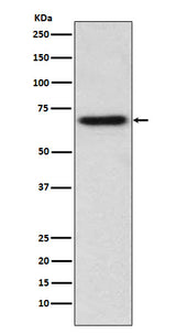 Anti-ITK Monoclonal Antibody Boster Bio