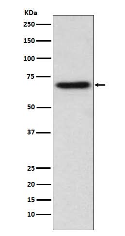 Anti-ITK Monoclonal Antibody Boster Bio