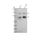 Anti-TrkB Rabbit Monoclonal Antibody Boster Bio