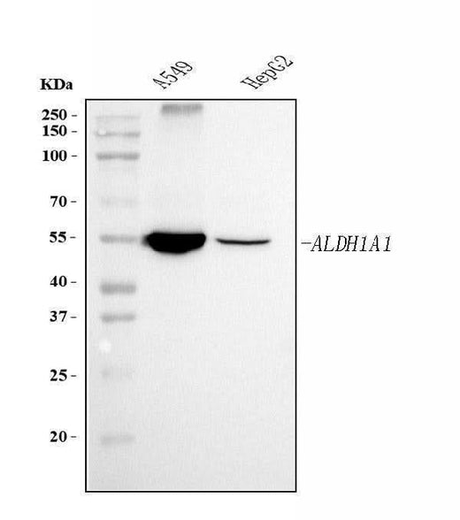 Anti-ALDH1A1 Antibody Picoband® (monoclonal, 4C3 Boster Bio