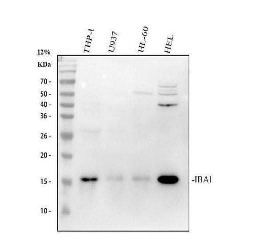 Anti-IBA1 AIF1 Monoclonal Antibody Boster Bio