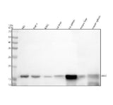 Anti-Iba1 Rabbit Monoclonal Antibody Boster Bio