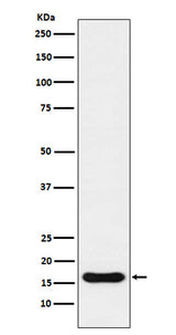 Anti-Iba1 AIF1 Monoclonal Antibody Boster Bio