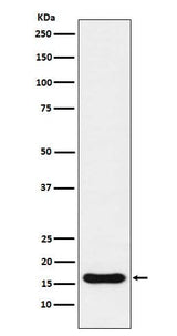 Anti-Iba1 AIF1 Monoclonal Antibody Boster Bio