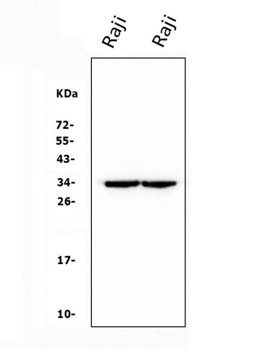 Anti-CD79b Antibody Picoband®(monoclonal, 6H11 Boster Bio