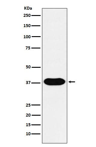 Anti-CD79B Monoclonal Antibody Boster Bio
