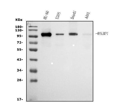 Anti-RALBP1 Antibody Picoband® (monoclonal, 2E11 Boster Bio