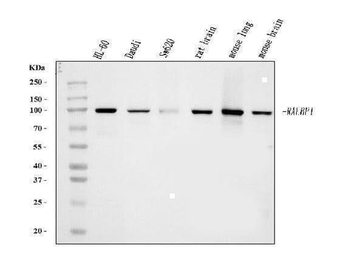 Anti-RALBP1 Antibody Picoband® (monoclonal, 2F9D3 Boster Bio
